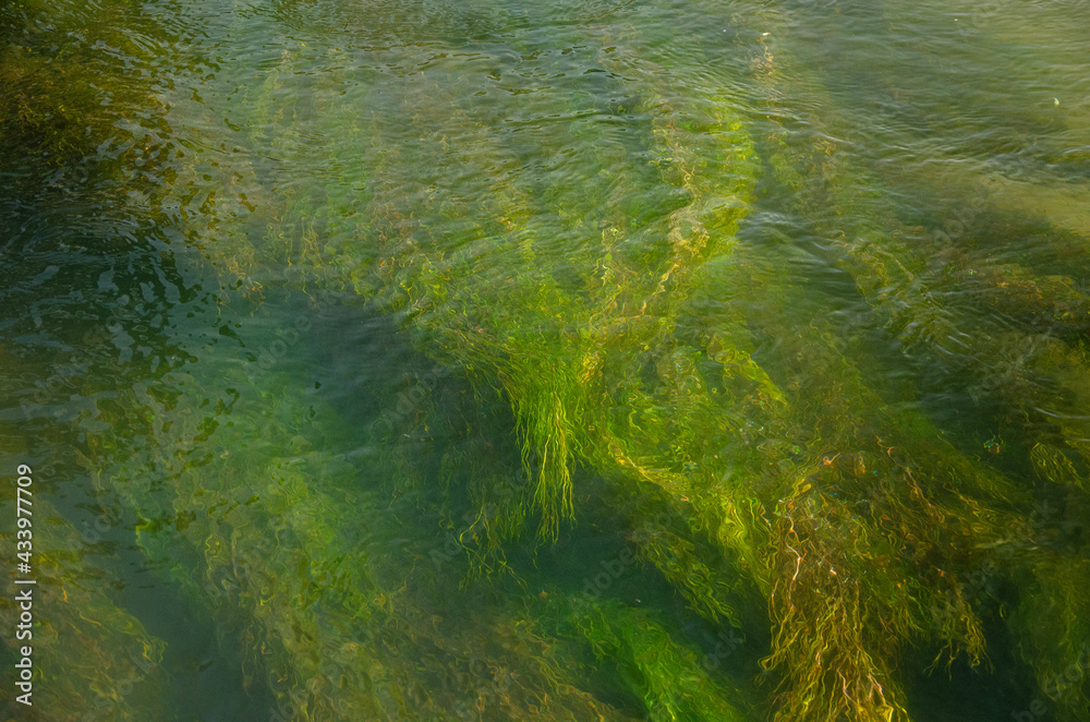 grass in water grass in water