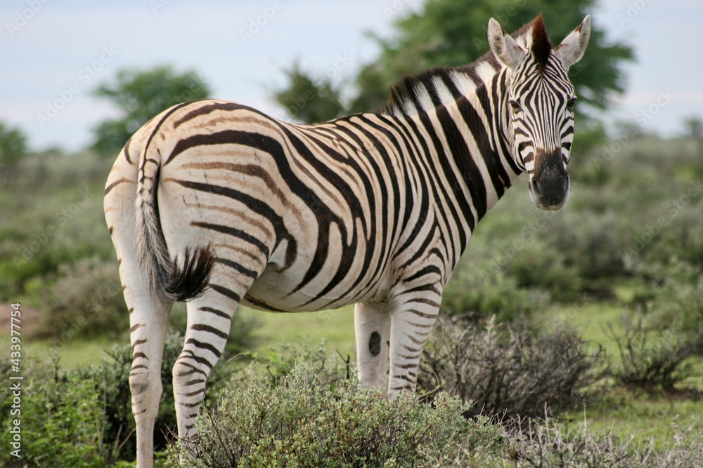Fototapeta premium Side on portrait of Burchell's Zebra (Equus quagga burchellii) looking back at camera Etosha National Park, Namibia.