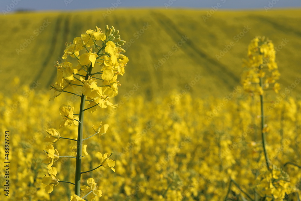 Obraz premium Rapeseed field, sunny day, cloudy sky.