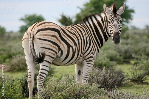 Side on portrait of Burchell's Zebra (Equus quagga burchellii) looking back at camera Etosha National Park, Namibia.