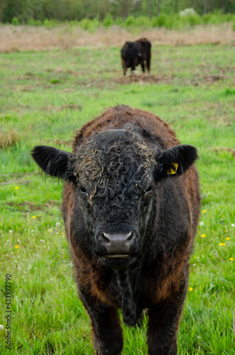 buffalo in the field © Michael