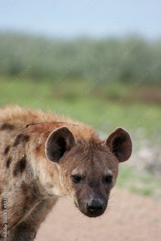 Closeup portrait of Young Spotted Hyena (Crocuta crocuta) looking straight at camera, Etosha National Park, Namibia. Closeup portrait of Young Spotted Hyena (Crocuta crocuta) looking straight at camera, Etosha National Park, Namibia.