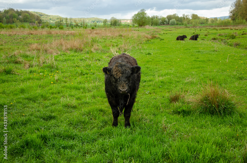 cow in the meadow cow in the meadow