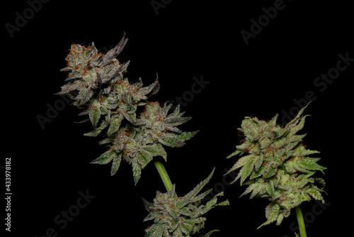 Ripened French cookies variety of medicinal marijuana with black background