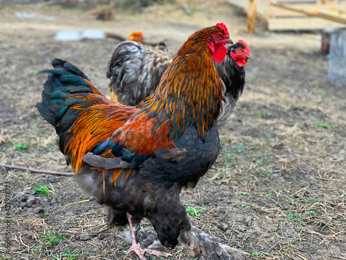 Pedigreed rooster brahma.