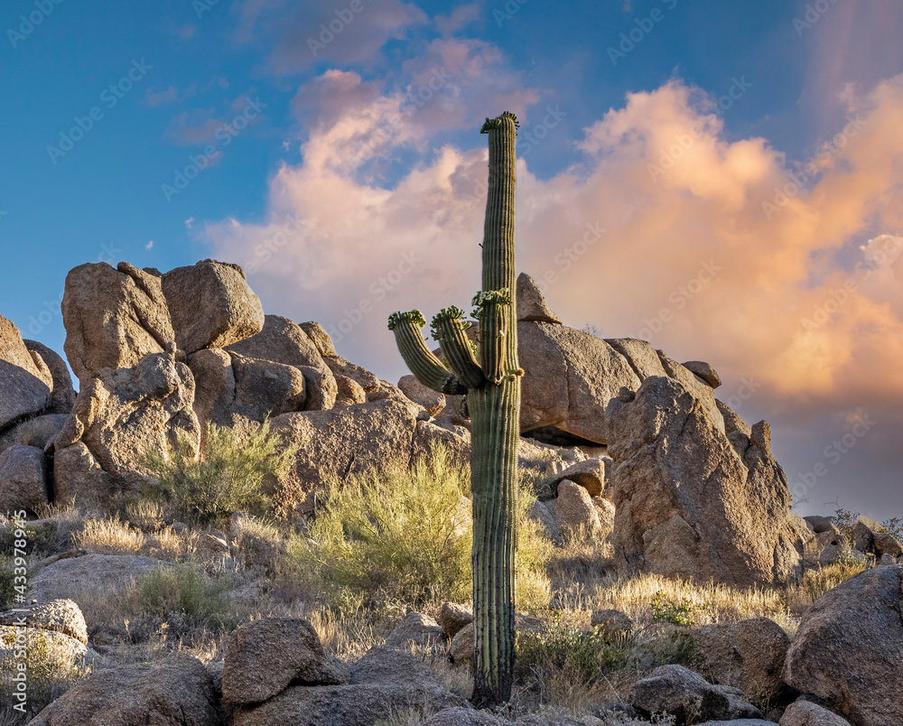 Saguaro Cactus Blooming With Rock Formation In Background