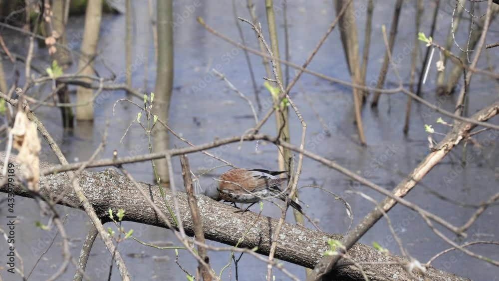 Thrush Fieldfare (Turdus Pilaris) It Cleans Its Plumage And Beak While Sitting On A Tree In Early Spring. Thrush Fieldfare (Turdus Pilaris) It Cleans Its Plumage And Beak While Sitting On A Tree In Early Spring.