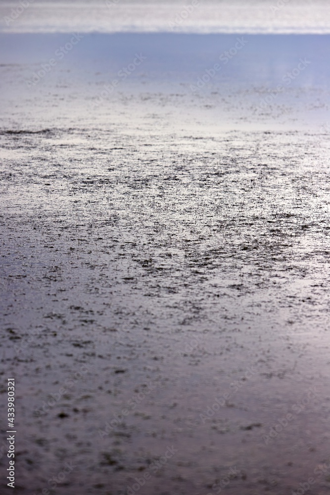 Obraz premium Eau lac texture plante vase abstrait