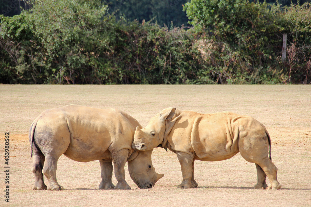 Fototapeta premium white rhinoceros in a zoo in france