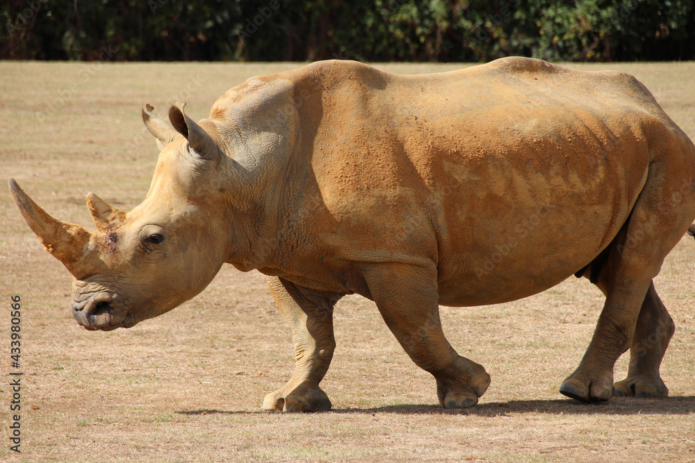Fototapeta premium white rhinoceros in a zoo in france