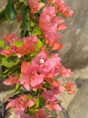 Orange Bougainvillea Flower