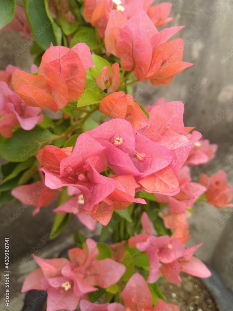 Orange Bougainvillea Flower