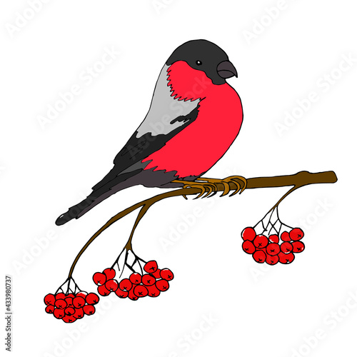 Winter Bullfinch. Collection of Christmas birds, funny Bullfinch on Rowan tree.