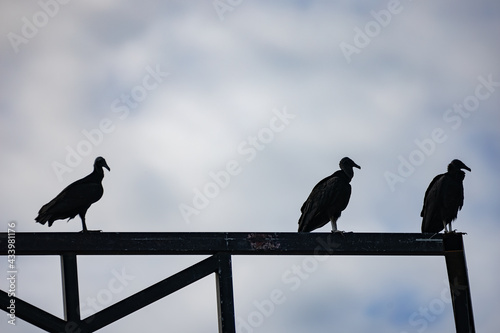 Vulture waiting