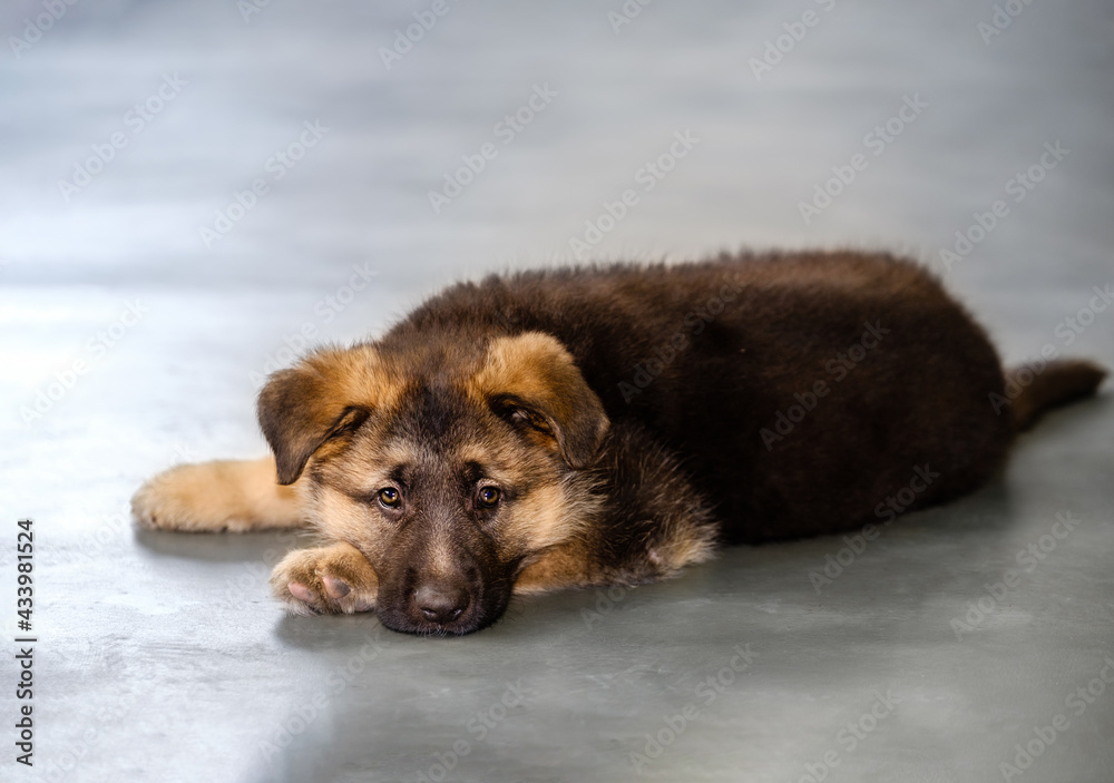 Naklejka premium german shepherd dog puppy on gray concrete floor