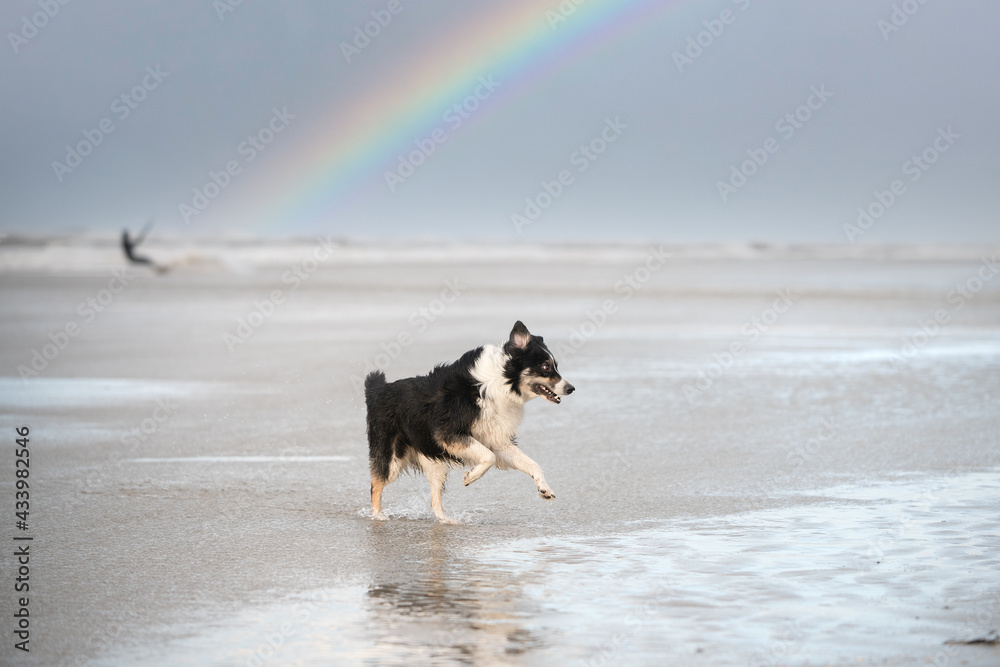 Hund rennt am Strand, Nordsee
