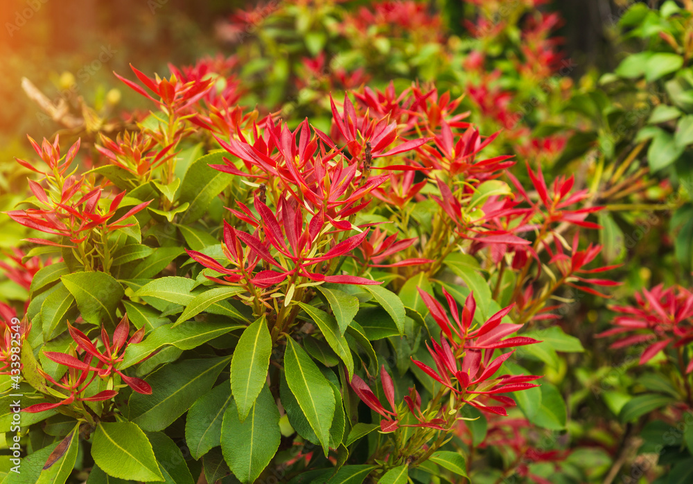 Fresh new bright red spring growth of Pieris japonica, also known as Flame of the Forest or Lilly of the Valley plant Fresh new bright red spring growth of Pieris japonica, also known as Flame of the Forest or Lilly of the Valley plant
