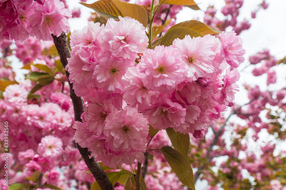 Fototapeta premium Blossoming orchard in the spring. Blooming sweet Cherry Blossom or Sakura orchard tree on blue sky background. Spring background. Spring orchard
