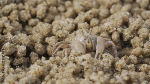 Close up of soldier crab makes balls of sand while eating. Soldier crab or Mictyris is small crabs eat humus and small animals found at the beach as food.