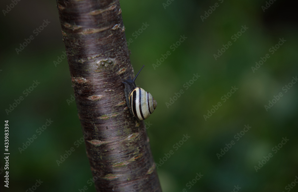 snail on the branch