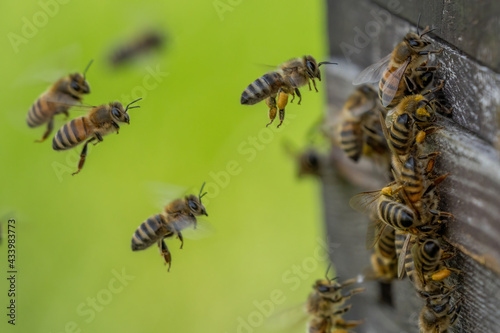Bienenstock Bienen bei der Arbeit © Overfranke