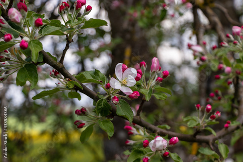 Blooming pink white apple tree blossom with a yellow center and pink buds and small leaves. Blurred background © jemmmi