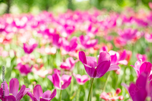 Beautiful pink blooming tulip.field of blooming pink tulips in spring garden on sunny warm day.