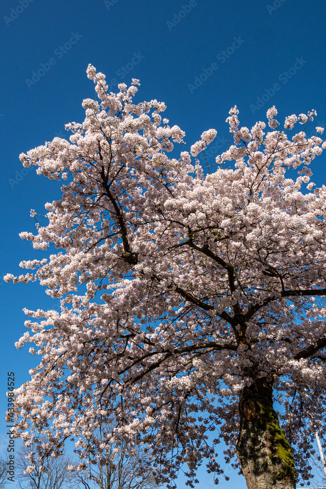 beautiful and dense pink cherry flowers blooming on the branches under the clear blue sky in the park