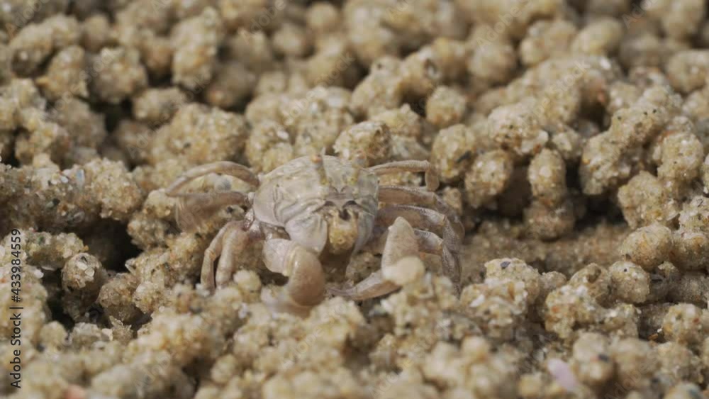 Close up of soldier crab makes balls of sand while eating. Soldier crab or Mictyris is small crabs eat humus and small animals found at the beach as food. Close up of soldier crab makes balls of sand while eating. Soldier crab or Mictyris is small crabs eat humus and small animals found at the beach as food.