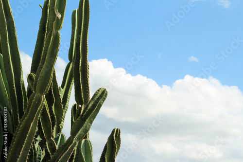 Lophocereus schottii, the senita cactus, is a species of cactus from southern Arizona and north-western Mexico photo