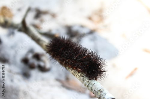 Selective focus on the head of giant Leopard moth caterpillar climbing on a stick. Black fuzzy caterpillar with spikes and red bands. Hypercompe scribonia photo