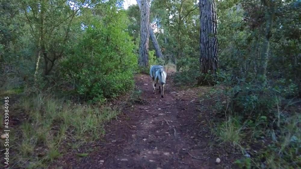 Slow motion of a  wolfdog  walking in a path in a forestal area. Ayegui, Navarre, Spain, Europe.