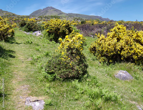 Irish gorse in bloom