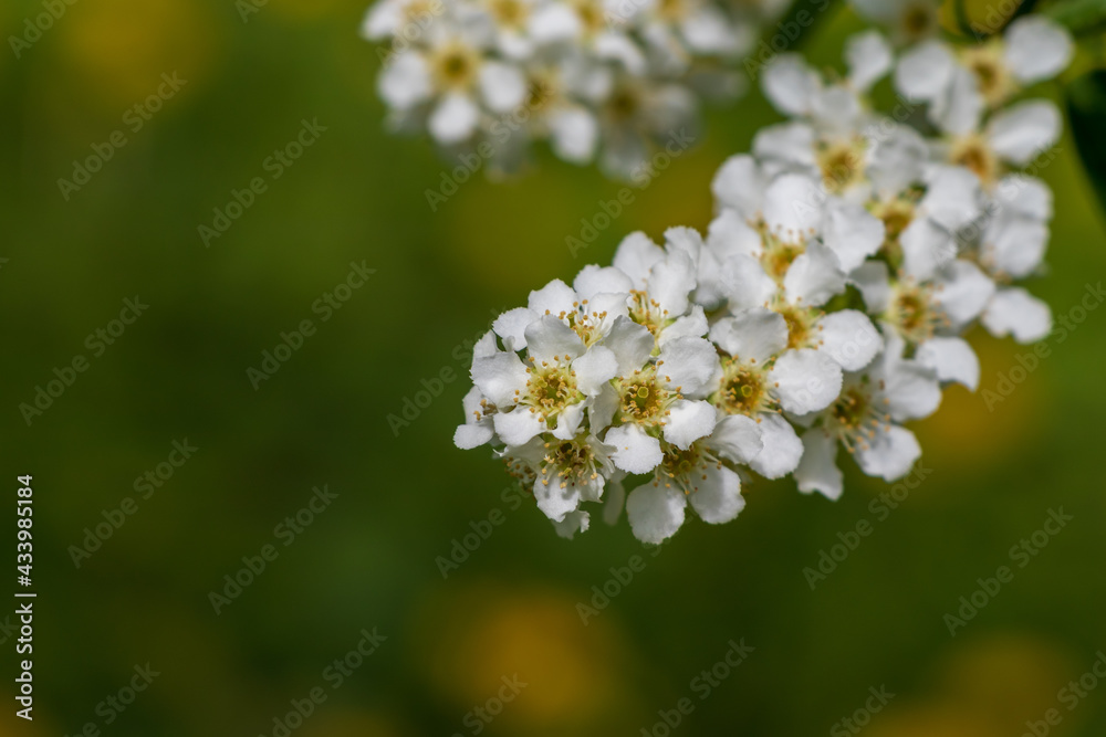 White flowers of bird cherry, Rosaceae, hackberry, hagberry, Prunus padus or Mayday tree. Blurred background White flowers of bird cherry, Rosaceae, hackberry, hagberry, Prunus padus or Mayday tree. Blurred background