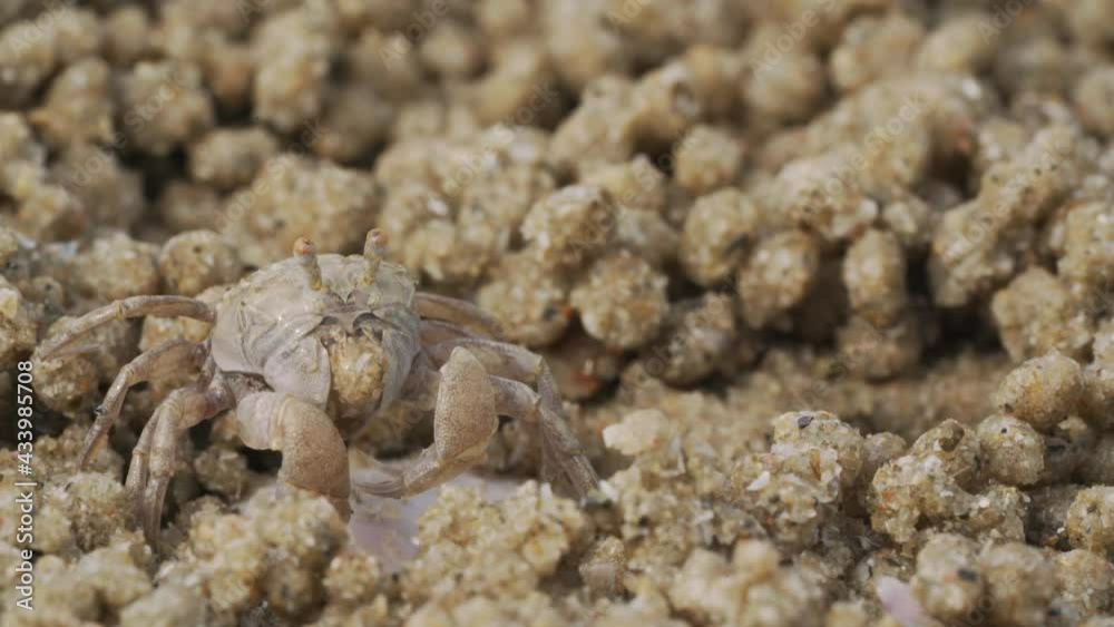 Close up of soldier crab makes balls of sand while eating. Soldier crab or Mictyris is small crabs eat humus and small animals found at the beach as food. Close up of soldier crab makes balls of sand while eating. Soldier crab or Mictyris is small crabs eat humus and small animals found at the beach as food.