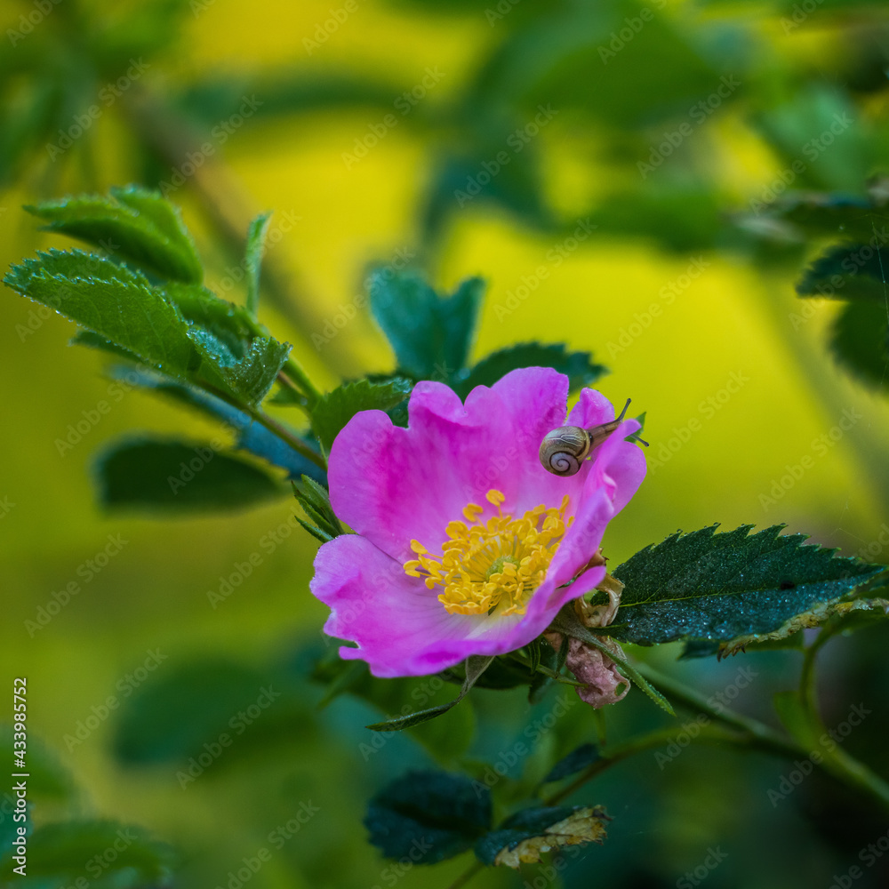 Beautiful, delicate wild rose flower in the summer. Pink wildflowers of Northern Europe. Beautiful, delicate wild rose flower in the summer. Pink wildflowers of Northern Europe.