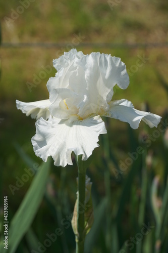 Iris a Firenze