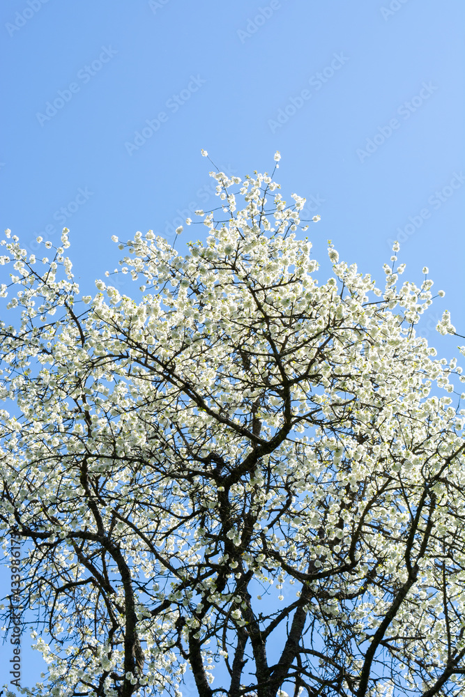 Blooming white flowers on an apple tree in spring Blooming white flowers on an apple tree in spring