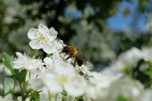 Weiße Blüten mit Wildbiene bei Sonnenschein im Frühling - Stockfoto