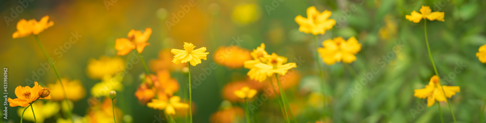 Closeup of yellow Cosmos flower under sunlight with copy space using as background natural plants landscape, ecology cover page concept. Closeup of yellow Cosmos flower under sunlight with copy space using as background natural plants landscape, ecology cover page concept.