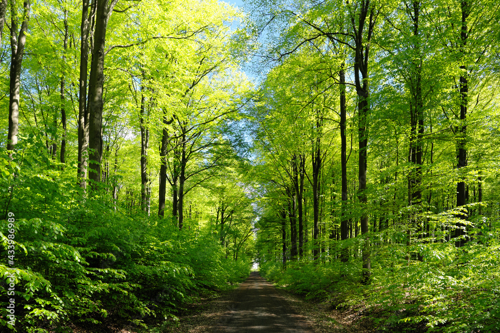 Fototapeta premium Waldweg zum Horizont mit grünen Laubbäumen im Frühling bei Sonnenschein - Stockfoto