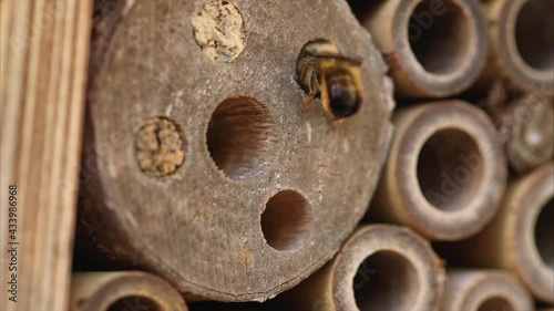 Wild bees nesting in a wooden insect hotel