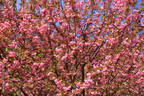 In the garden bloomed red leaved pissardi plum, or red cherry plum. Beautiful decorative tree with small pink flowers and burgundy leaves in spring, landscape background photo