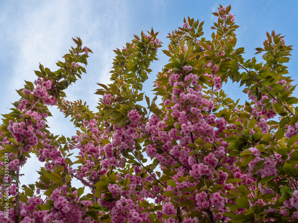Wiosna - drzewo w różowych kwiatach - obrazy, fototapety, plakaty 