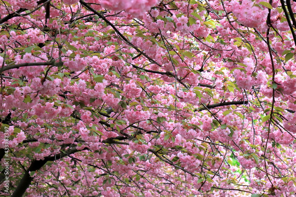 Beautiful pink sakura flowers, Japanese cherry blossoms, bloomed in spring on Women s Mother s Day. Pink natural love sakura landscape, nature background in Dnepropetrovsk , Dnipro, Ukraine Beautiful pink sakura flowers, Japanese cherry blossoms, bloomed in spring on Women s Mother s Day. Pink natural love sakura landscape, nature background in Dnepropetrovsk , Dnipro, Ukraine
