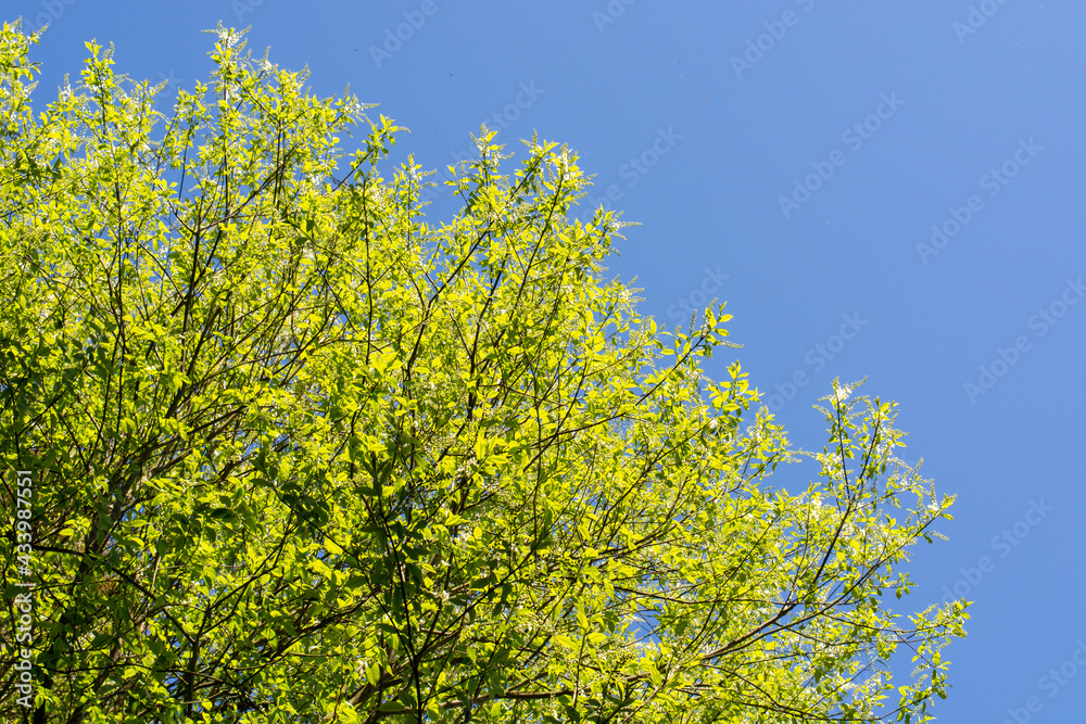Spring trees in the national nature park Spring trees in the national nature park