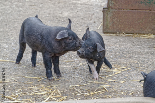 Piglets playing 