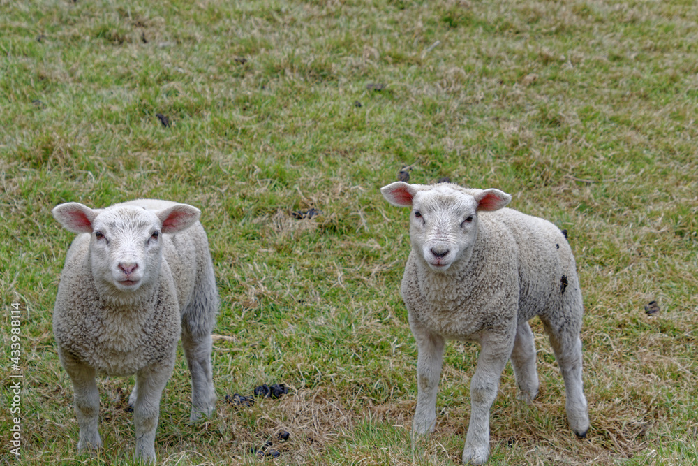 Obraz premium Young Lambs