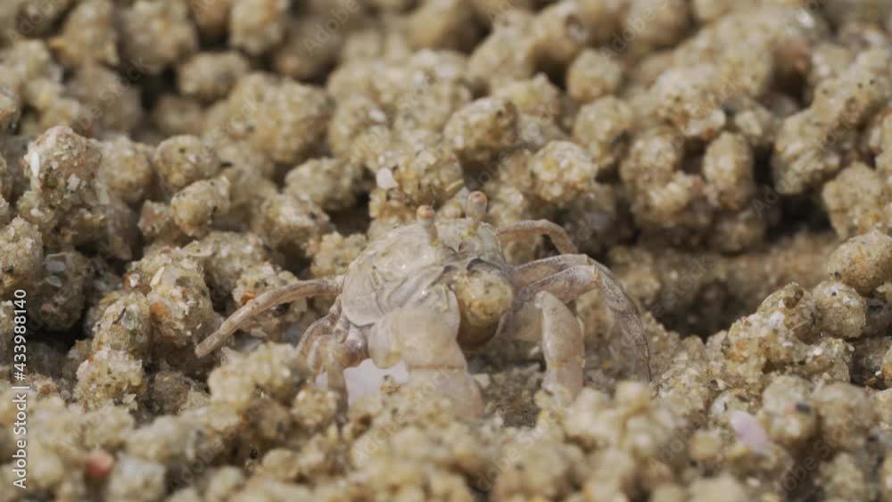 Close up of soldier crab makes balls of sand while eating. Soldier crab or Mictyris is small crabs eat humus and small animals found at the beach as food. Close up of soldier crab makes balls of sand while eating. Soldier crab or Mictyris is small crabs eat humus and small animals found at the beach as food.