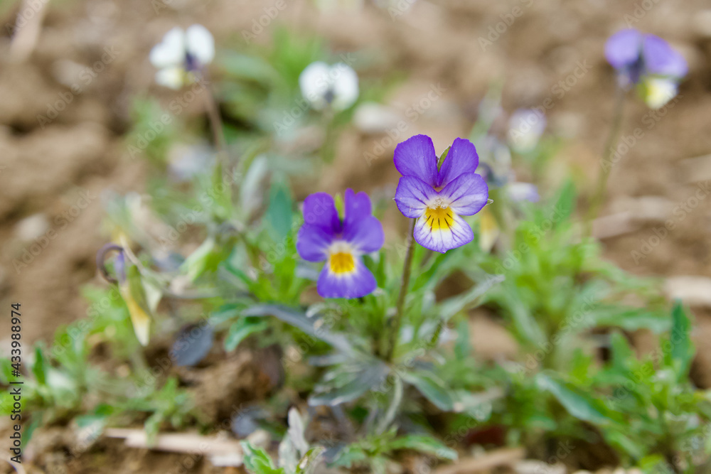 Beautiful white-purple flowers - viola tricolour - violaceae Beautiful white-purple flowers - viola tricolour - violaceae